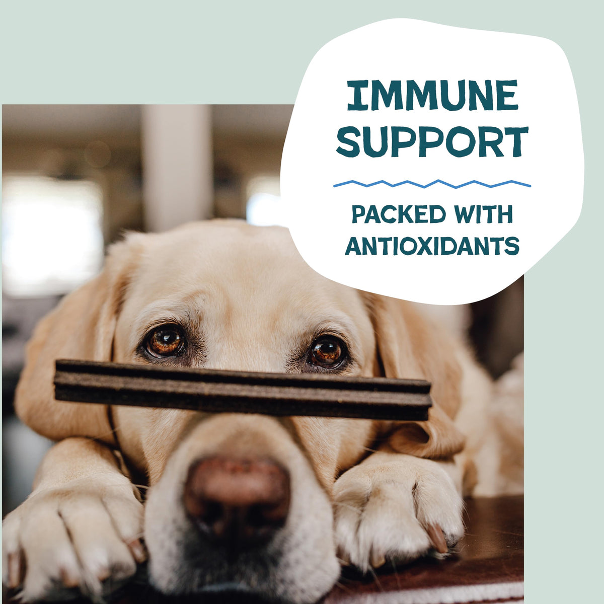 Blueberry & Mint Dental Chews for Dogs, 8 Chews T7778